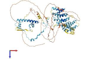 TAF6 Protein (AA 1-678) (His tag)