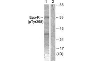 Western blot analysis of extracts from K562 cells, using Epo-R (Phospho-Tyr368) Antibody.