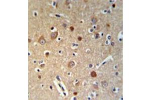 Immunohistochemistry analysis in formalin fixed and paraffin embedded brain tissue reacted with HSPA12A Antibody (Center) Cat. (HSPA12A Antikörper  (Middle Region))