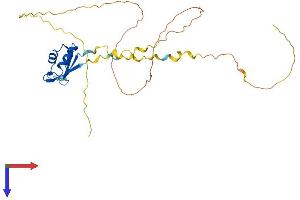 RNPS1 Protein (AA 1-305) (His tag)