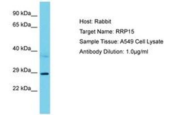 RRP15 antibody  (AA 202-251)