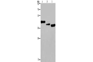 Western Blotting (WB) image for anti-Cysteine-Rich, Angiogenic Inducer, 61 (CYR61) antibody (ABIN2429877) (CYR61 Antikörper)