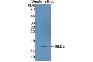 Western blot analysis of recombinant Human PKIg. (PKIG Antikörper  (AA 1-76))