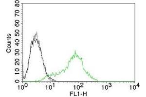 Flow Cytometric Analysis of human Ku (p70/p80) on 293T cells. (XRCC6/XRCC5 Antikörper)