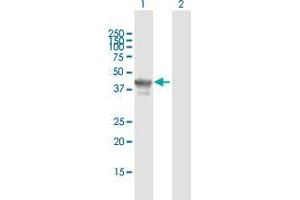 Western Blot analysis of TCF19 expression in transfected 293T cell line by TCF19 MaxPab polyclonal antibody.