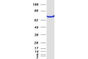 Western Blotting (WB) image for Signal Transducer and Activator of Transcription 3 (Acute-Phase Response Factor) (STAT3) (Transcript Variant 3) protein (Myc-DYKDDDDK Tag) (ABIN2732780)