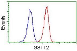 Image no. 10 for anti-Glutathione S-Transferase theta 2 (GSTT2) antibody (ABIN1498553) (GSTT2 Antikörper)