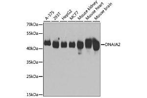 Western blot analysis of extracts of various cell lines, using DNAJA2 antibody. (DNAJA2 Antikörper  (AA 233-412))