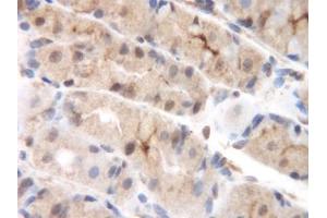 Image no. 2 for anti-Chemokine (C-C Motif) Ligand 8 (CCL8) antibody (ABIN465585) (CCL8 Antikörper)