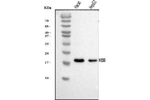 Western blot analysis of HES5 using anti-HES5 antibody (ABIN7598966).