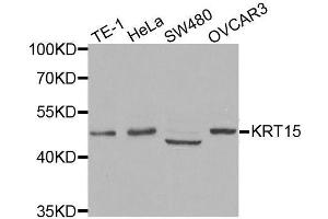 Western blot analysis of extracts of various cell lines, using KRT15 antibody. (KRT15 Antikörper)