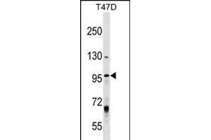 MCM8 Antibody (Center) (ABIN1538307 and ABIN2849026) western blot analysis in T47D cell line lysates (35 μg/lane). (MCM8 Antikörper  (AA 322-350))