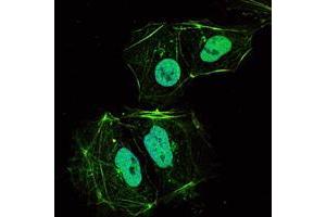 Immunofluorescence analysis of HL-60 cells using TNFRSF11B mouse mAb (green). (Osteoprotegerin Antikörper)