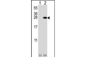 Western blot analysis of YWHAB (arrow) using rabbit polyclonal YWHAB Antibody (T71) (ABIN1882154 and ABIN2842225). (YWHAB Antikörper  (N-Term))
