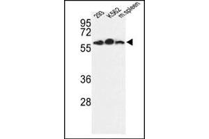 Image no. 1 for anti-Estrogen-Related Receptor gamma (ESRRG) (AA 198-227) antibody (ABIN360233) (ESRRG Antikörper  (AA 198-227))