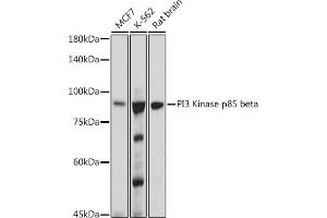 Western blot analysis of extracts of various cell lines, using PI3 Kinase p85 beta antibody (ABIN1679407, ABIN3019246, ABIN3019247 and ABIN7101736) at 1:1000 dilution. (PIK3R2 Antikörper)