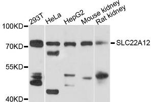 Western blot analysis of extracts of various cell lines, using SLC22A12 antibody (ABIN1874812) at 1:1000 dilution. (SLC22A12 Antikörper)