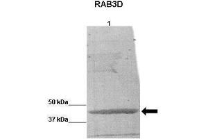 WB Suggested Anti-RAB3D Antibody    Positive Control:  Lane 1: BCAM0379 protein from B cenocepacia  Primary Antibody Dilution :   1:5000  Secondary Antibody :  Anti-rabbit-HRP   Secondry Antibody Dilution :   1:5000  Submitted by:  Katie Nurse (RAB3D Antikörper  (C-Term))