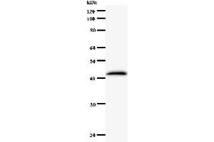 Western Blotting (WB) image for anti-Exosome Component 9 (EXOSC9) antibody (ABIN931129) (EXOSC9 Antikörper)