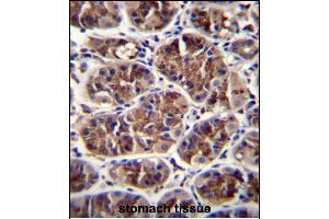 GDF5 Antibody (C-term) (ABIN655977 and ABIN2845361) immunohistochemistry analysis in formalin fixed and paraffin embedded human stomach tissue followed by peroxidase conjugation of the secondary antibody and DAB staining.