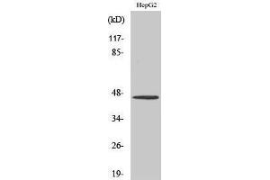 Western Blotting (WB) image for anti-Serotonin Receptor 1A (HTR1A) (C-Term) antibody (ABIN3177492) (Serotonin Receptor 1A Antikörper  (C-Term))