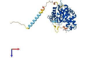 B3GNT6 Protein (AA 1-391) (His tag)