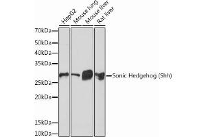 Western blot analysis of extracts of various cell lines, using Sonic Hedgehog (Shh) (Shh) Rabbit mAb (ABIN6131215, ABIN6147930, ABIN6147931 and ABIN7101409) at 1:1000 dilution. (Sonic Hedgehog Antikörper)