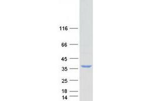 Validation with Western Blot (FAM192A Protein (Myc-DYKDDDDK Tag))