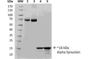 SDS-PAGE of ~14 kDa Human Recombinant Alpha Synuclein Protein Monomer (Control) . (SNCA Protein (full length))