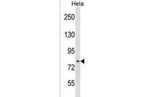 ARHGEF33 Antibody (C-term) (ABIN1537581 and ABIN2838277) western blot analysis in Hela cell line lysates (35 μg/lane). (ARHGEF33 Antikörper  (C-Term))