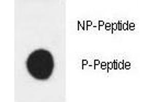Dot blot analysis of phospho-HER3 antibody. (ERBB3 Antikörper  (pTyr1289))