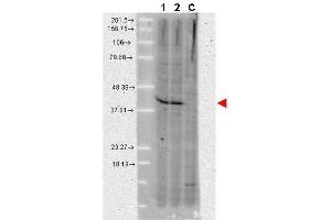 Western blot using  anti-AHA1 monoclonal antibody shows detection of a band ~42 kDa in size corresponding to AHA1 in A431 whole cell lysate (lane 1) and MCF-7 whole cell lysate (lane 2). (AHSA1 Antikörper)
