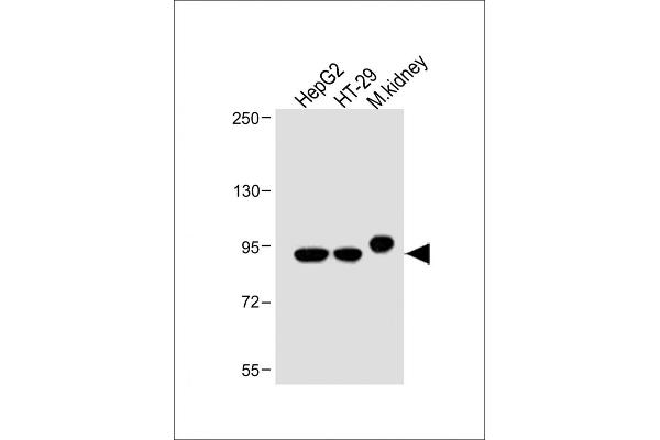 Villin 1 antibody  (N-Term)