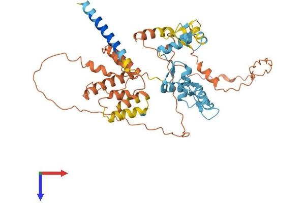 ZBTB14/ZFP161 Protein (AA 1-449) (His tag)