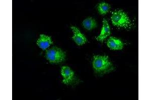 Anti-PKMYT1 mouse monoclonal antibody (ABIN2453481) immunofluorescent staining of COS7 cells transiently transfected by pCMV6-ENTRY PKMYT1 (RC222657). (PKMYT1 Antikörper)
