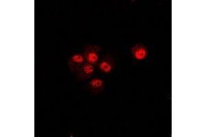 Immunofluorescent analysis of CIP4 staining in U2OS cells. (TRIP10 Antikörper)