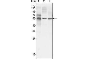 Western blot analysis using TUBB3 mouse mAb against HepG2 (1), A549 (2) and Hela (3) cell lysate. (TUBB3 Antikörper)