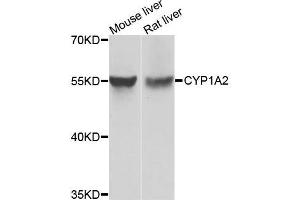 Western blot analysis of extracts of Mouse liver and rat liver cells, using CYP1A2 antibody. (CYP1A2 Antikörper)