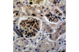 Immunohistochemical analysis of c-FOS staining in mouse kidney formalin fixed paraffin embedded tissue section. (c-FOS Antikörper)