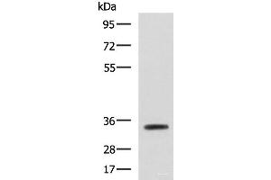 Western blot analysis of Mouse small intestines tissue lysate using ANXA13 Polyclonal Antibody at dilution of 1:800 (Annexin A13 Antikörper)