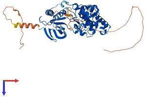 MAPK10 Protein (AA 1-464) (His tag)