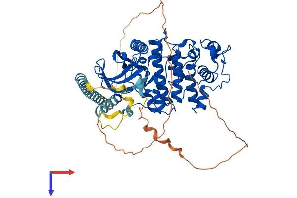 SRPK3 Protein (AA 1-565) (His tag)