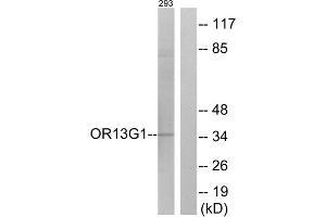 Western blot analysis of extracts from 293 cells, using OR13G1 antibody. (OR13G1 Antikörper  (C-Term))