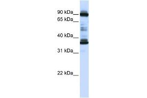 LOC645015 antibody used at 1 ug/ml to detect target protein. (LOC645015 (N-Term) Antikörper)