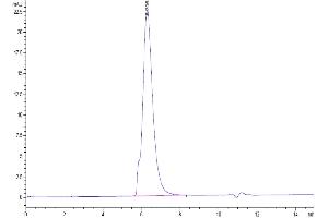 The purity of Human Siglec-5 is greater than 95 % as determined by SEC-HPLC. (SIGLEC5 Protein (AA 17-434) (Fc Tag))
