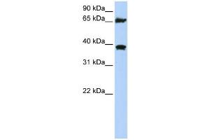 WB Suggested Anti-HSPA9 Antibody Titration:  0. (HSPA9 Antikörper  (C-Term))