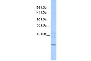 WB Suggested Anti-ZNHIT1 Antibody Titration:  0. (ZNHIT1 Antikörper  (N-Term))