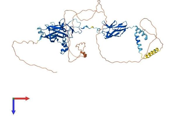 EBF4 Protein (AA 1-599) (His tag)