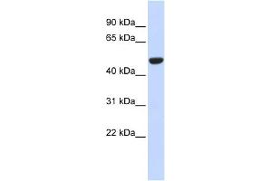 WB Suggested Anti-IDH2 Antibody Titration:  0.