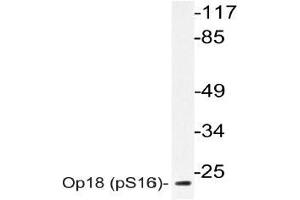 Western blot (WB) analyzes of Op18 antibody in extracts from 293 cells. (Stathmin 1 Antikörper  (pSer16))